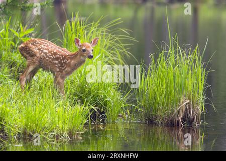 Cerf de Virginie (Odocoileus virginianus), Minnesota, États-Unis Banque D'Images