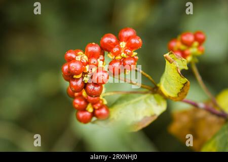 Rouge - baies rondes orange sur un arbre en Italie Banque D'Images