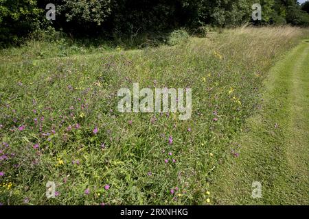 Prairies de fleurs sauvages avec des chemins coupés à Compton Verney manoir du 18e siècle maintenant une galerie d'art nationale indépendante et un lac situé dans une capacité Bro Banque D'Images