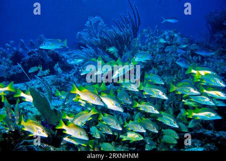 Vivaneau de maître d'école et grognon rayé bleu, Cayo Largo Cuba Banque D'Images