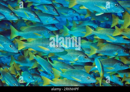 Maître d'école Snapper Swarm, Cayo Largo Cuba Banque D'Images