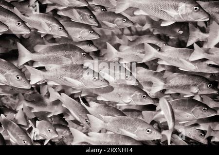 Maître d'école Snapper Swarm, Cayo Largo Cuba Banque D'Images