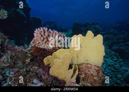 Coraux de félins (Millepora platyphylla) et coraux de pattes (Pocillopora verrucosa), site de plongée du récif Sataya, Mer Rouge, Égypte Banque D'Images