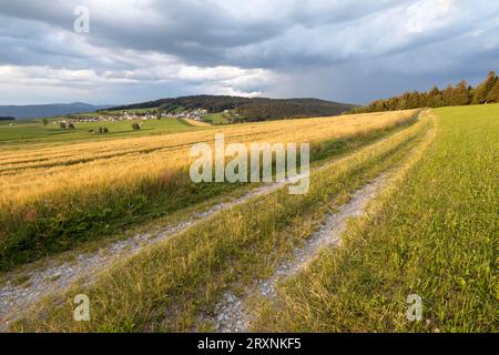 Champ d'orge dans la lumière du soir, Neudorf, Grafenau, Bavarian Forest, Bavière, Allemagne Banque D'Images