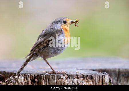 Robin avec nourriture dans son bec, enclos pour animaux, Neuschoenau, Bavière, Allemagne Banque D'Images