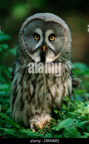 La Chouette lapone (Strix nebulosa) Banque D'Images
