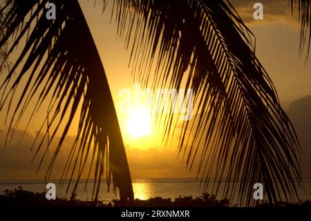 Feuilles de palmier au lever du soleil, Diani Beach, Kenya Banque D'Images