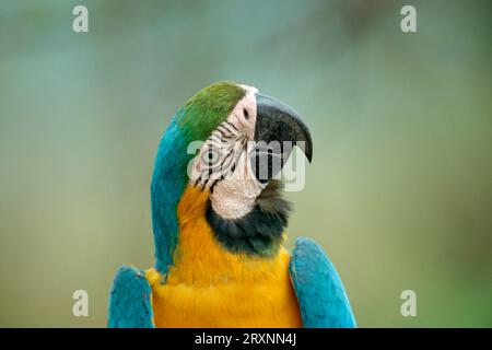 Macas bleu et jaune (Ara ararauna), Mato Grosso, Brésil Banque D'Images