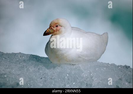 Bec de mouton enneigé (Chionis alba), à face pâle, île Paulet, Antarctique, bec de mouton à face blanche, île Paulet, Antarctique Banque D'Images