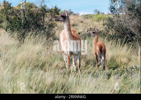 Guanacos (Llama guanicoe), femelle avec oursons, Parc National Torres del Paine, Chili Banque D'Images