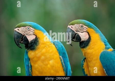 Aras bleu et bleu et jaune (Ara ararauna), Mato Grosso, Brésil Banque D'Images