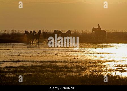 Gardiens avec chevaux de Camargue dans le marais, Camargue, Provence, Sud de la France Banque D'Images