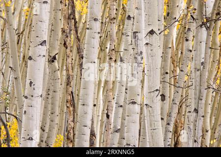 Troncs de tremble en automne (Populus tremoloides), tremble de tremble, troncs d'arbres en automne, montagnes de San Juan, peuplier, peupliers, famille des saules Banque D'Images