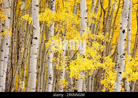 Troncs de tremble en automne (Populus tremoloides), tremble de tremble, troncs d'arbres en automne, montagnes de San Juan, peuplier, peupliers, famille des saules Banque D'Images