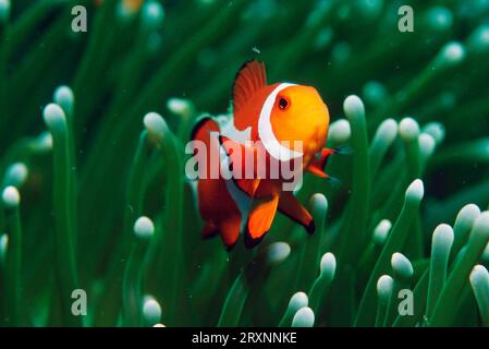 Poisson-clown véritable, détroit de Lembeh, poisson-arlequin, poisson-clown de l'est, anémonefish de la bande de deuil (Amphiprion percula), anémonefish de clown, Indonésie Banque D'Images