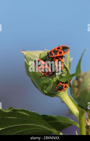 Firebugs (Pyrrrhocoris apterus), Allemagne Banque D'Images