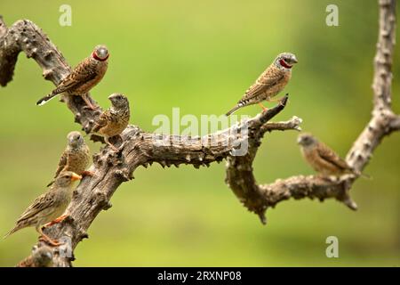 Pinsons tranchants, réserve de Sabie Sand Game Reserve, pinsons tranchants (Amadina fasciata) Banque D'Images