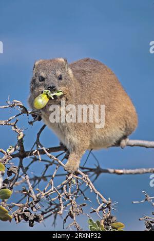 Hyrax de roche commune (Procavia capensis), mangeant sur l'arbre Afrique du Sud Banque D'Images