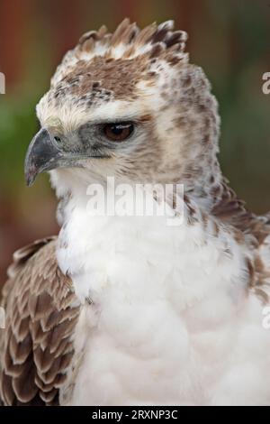 Aigle martial (Polemaetus bellicosus), Afrique du Sud (Hieraaetus bellicosus) Banque D'Images