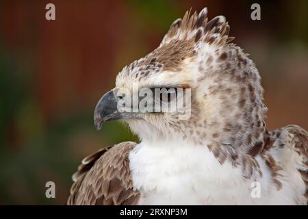 Aigle martial (Polemaetus bellicosus), Afrique du Sud (Hieraaetus bellicosus) Banque D'Images