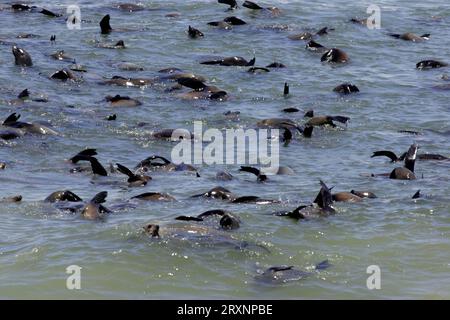 Phoques à fourrure d'Afrique du Sud (Arctocephalus pusillus), otaries pygmées, otaries à fourrure, Cape Cross, Namibie, otaries à fourrure du cap, Namibie Banque D'Images