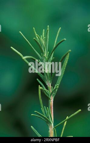 Romarin (Rosmarinus officinalis) Banque D'Images