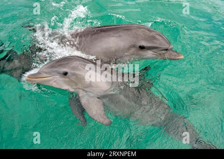 Grand dauphin (Tursiops truncatus) avec jeunes, Honduras Banque D'Images