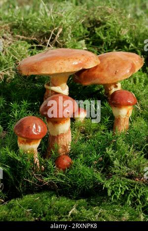 Bolete de mélèze, Schleswig-Holstein, Bolètes de greville (Suillus grevillei), Allemagne, Bolete d'or, Bolete de mélèze jaune d'or Banque D'Images