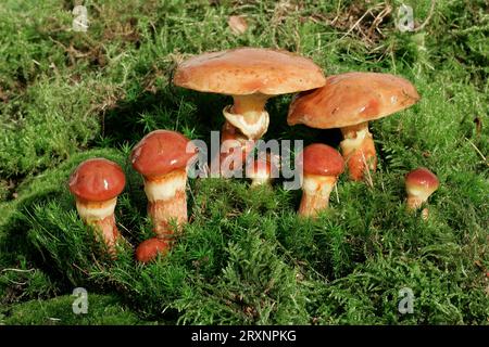 Bolètes de Greville (Suillus grevillei), Schleswig-Holstein, Boletus doré, Boletus de mélèze jaune doré, Allemagne Banque D'Images