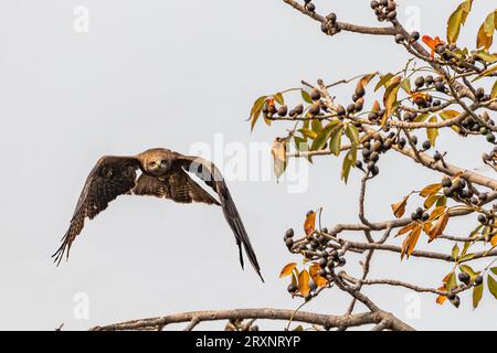 Un cerf-volant noir en vol au-dessus d'un arbre Banque D'Images