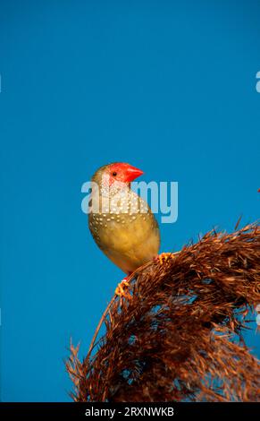 Star Finch, femelle (Bathilda ruficauda) Banque D'Images