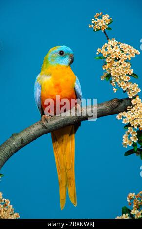 Turquoisine Parakeet (Neophema pulchella), mâle, jaune Banque D'Images