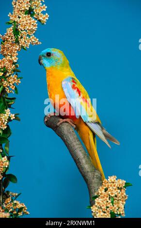 Turquoisine Parakeet (Neophema pulchella), mâle, jaune Banque D'Images