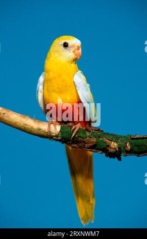 Turquoisine Parakeet (Neophema pulchella), femelle, jaune Banque D'Images