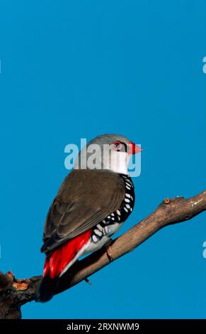 Diamant (Stagonopleura guttata) Banque D'Images