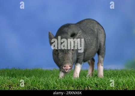 Mini cochon, 3 mois, mini cochon, 3 mois, cochon, cochons, cochon nain, mini cochons Banque D'Images