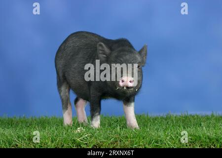 Mini cochon, 3 mois, mini cochon, 3 mois, cochon, cochons, cochon nain, mini cochons Banque D'Images