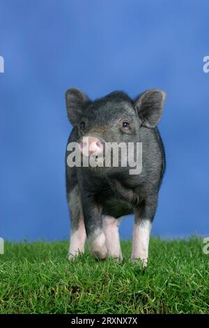 Mini cochon, 3 mois, cochon, cochon, cochon nain, mini Piglet Banque D'Images