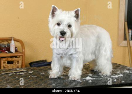 West Highland White Terrier sur table de taille, West Highland White Terrier fraîchement taillé sur table de taille, toilettage pour chiens, coiffeur pour chiens, intérieur Banque D'Images