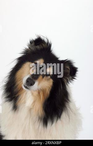 Rough Collie Banque D'Images