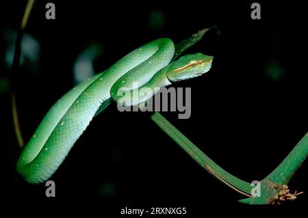 Vipère à lèvres blanches, Sepilok, Sabah, vipère à lèvres blanches (Trimeresurus albolabris), Malaisie Banque D'Images