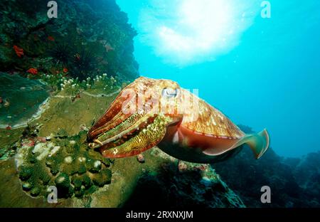 Pharaon Cuttlefish (Sepia pharaonis), mer d'Andaman, Myanmar, Birmanie, Cuttlefish géant, freistellbar Banque D'Images
