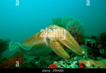 Pharaon Cuttlefish (Sepia pharaonis), mer d'Andaman, Myanmar, Birmanie, Cuttlefish géant, Asie Banque D'Images