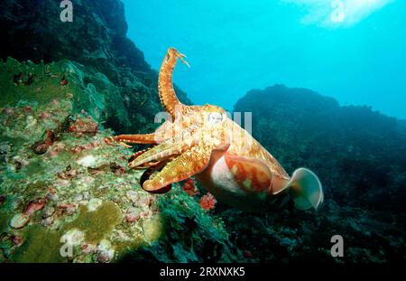 Pharaon Cuttlefish (Sepia pharaonis), mer d'Andaman, Myanmar, Birmanie, Cuttlefish géant, Asie Banque D'Images