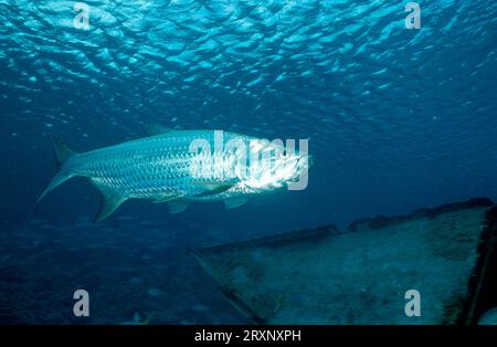 Tarpon atlantique (Megalops atlanticus) (Tarpon atlanticus), mer des Caraïbes, exempté, Curaçao Banque D'Images