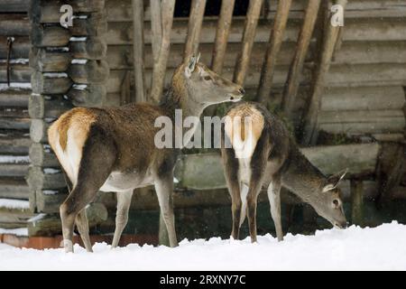 Cerf rouge (Cervus elaphus) en hiver à la station d'alimentation, Bade-Wurtemberg, Allemagne Banque D'Images
