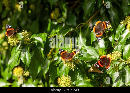 Papillon amiral rouge (Vanessa atalanta) se nourrissant de lierre début septembre en Écosse Banque D'Images