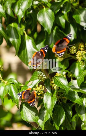 Papillon amiral rouge (Vanessa atalanta) se nourrissant de lierre début septembre en Écosse Banque D'Images