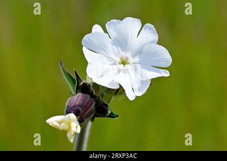 Campion blanc (silene alba), gros plan d'une fleur femelle solitaire de la plante, isolé sur un fond vert Uni. Banque D'Images