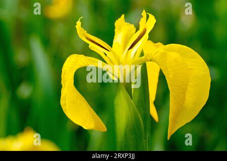 Iris jaune ou drapeau jaune (iris pseudacorus), gros plan d'une grande fleur jaune de la plante commune au bord de l'eau, isolée et légèrement rétro-éclairée. Banque D'Images
